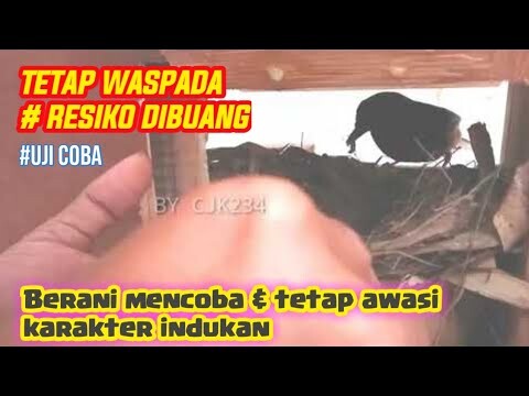 Ternak Murai Batu Resiko Murai Jantan Tak Mau Meloloh