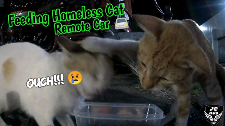 Feeding Homeless Cat with Remote Car! 🚘 #EP1 #straycat #straycatvideos #staycats #cats #catslover #