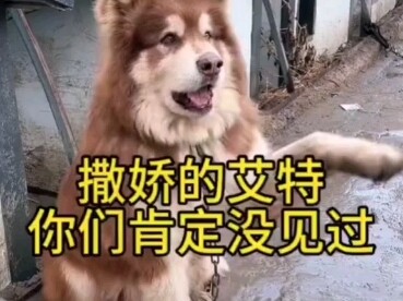 Aite bị Pan Hong làm mài mòn góc cạnh