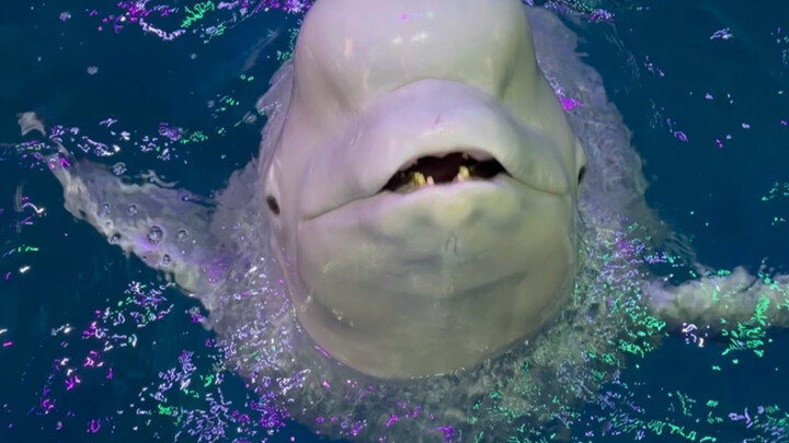 Even getting Little Black to eat requires a bit of coaxing.