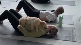 Pekerjaan tidur berbayar anjing kecil