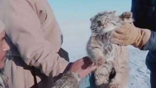 The caracal was caught and examined, with a look of despair on his face: Wait until I come down and 