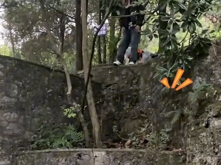 #How smart are Border Collies? Two Border Collies doing parkour—one’s an athlete, the other’s a stra