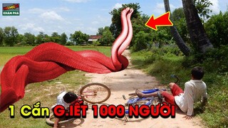 🔴Một Cắn G.iết Chết 1000 Người Và Những Loài Rắn Kỳ Lạ Và Nguy Hiểm Nhất Hành Tinh