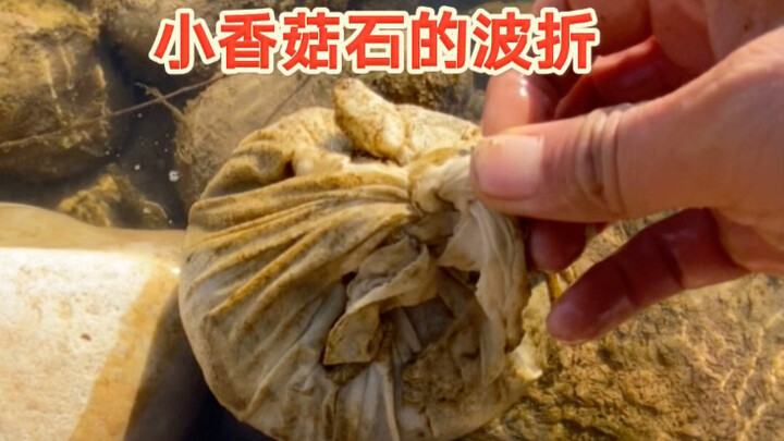 Perjalanan penuh liku dan harapan dari Shiitake Stone!