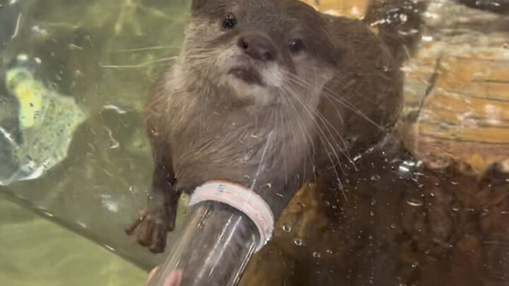 Challenge: Spend a Whole Day at Changsha Zoolung Zoo!