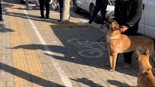 Pesona kuda dan anjing memang tak tertahankan