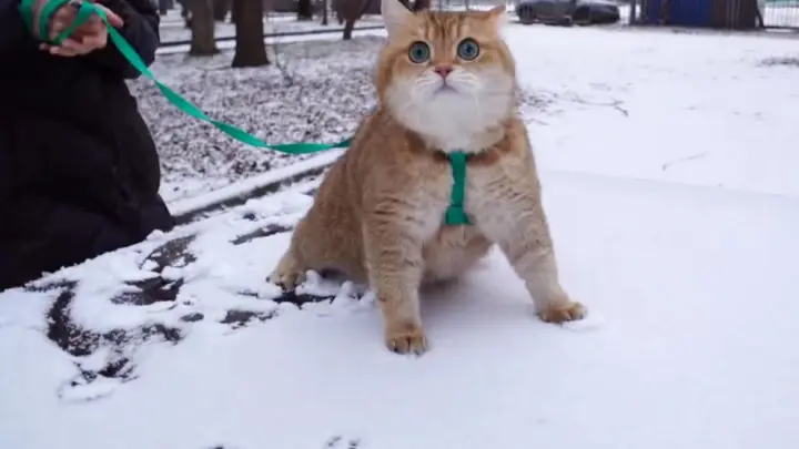 Walking My Cat In Snowy Winter