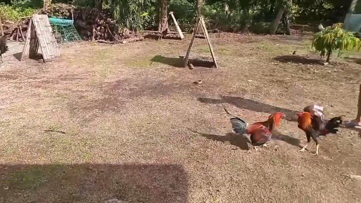 Dalusapi vs dalusapi SLOMO