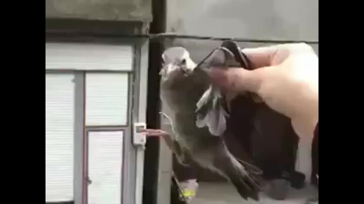 [Remix]Multifarious scenes of freeing captive animals