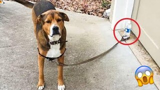 AWW SO FUNNY😂😂 Super Dogs And Cats Reaction Videos (เสียงที่ซื่อสัตย์) 3