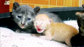 Orphan newborn kittens are crying loudly call their second mother to breastfeed
