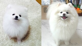 Anjing Pomeranian tumbuh secara tidak sengaja.