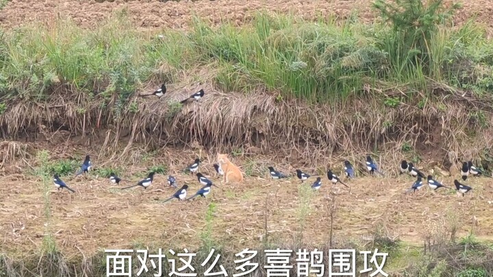 28只喜鹊围攻猫，猫：求求你们放过我