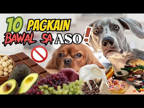 MGA PAGKAIN NA HINDI DAPAT KAININ AT DELIKADO PARA SA KALUSUGAN NG MGA ASO | Tenrou21