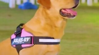 Jangan pernah mempertanyakan kecintaan anjing Anda kepada Anda