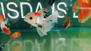 oranda goldfish