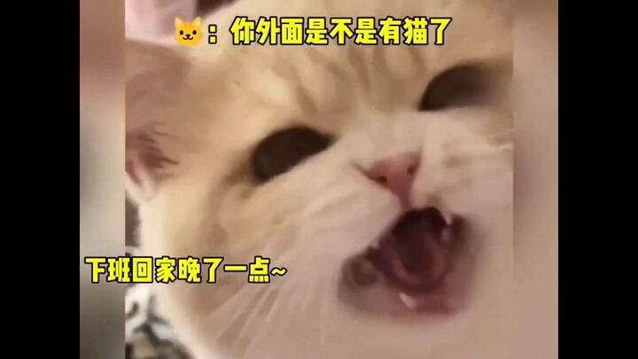 Sao con người lại đáng ghét thế, mèo đang giận rồi