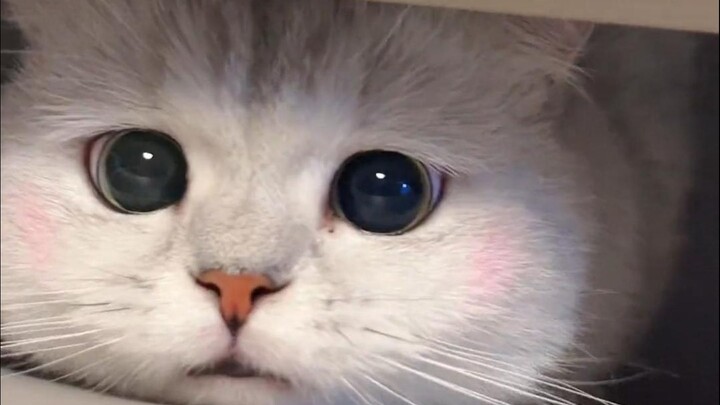 This is just too cute!!