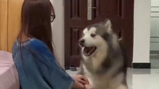 Bagaimana mungkin tidak ada anak anjing bodoh di dunia?