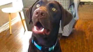 🤣วิดีโอตลกสำหรับสุนัข 2021🤣 🐶 พยายามอย่าหัวเราะกับชีวิตของสุนัข