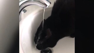 Cats Best funny Compilation | funny cute cats |