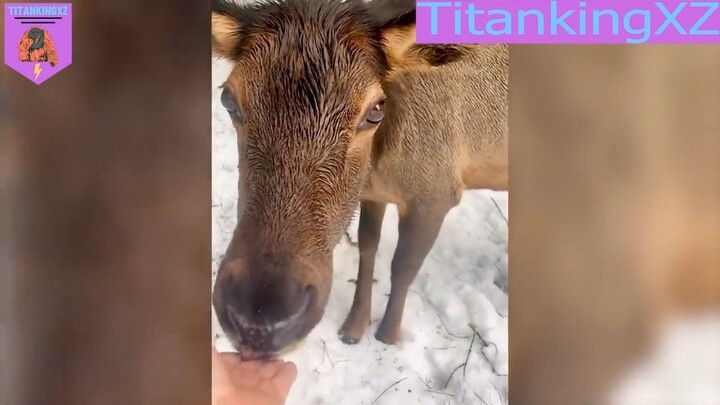 lại đây ăn mụt mín nè #animalcute