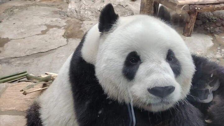 จ้องมองกันยามบ่าย