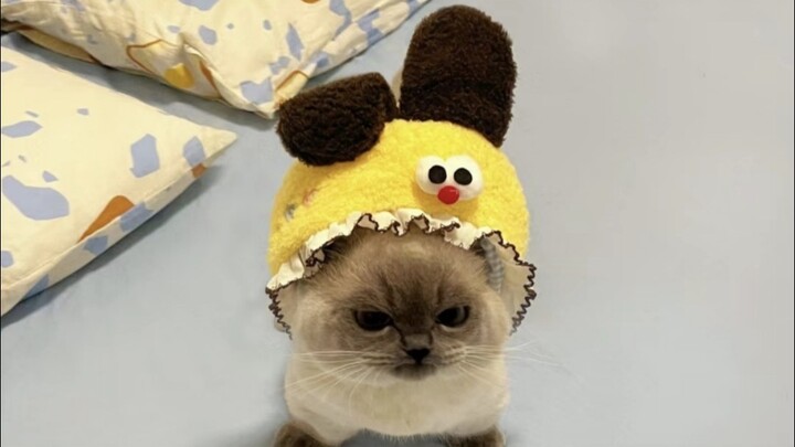 Apakah Kucing Kecil yang Imut Disukai di Seluruh Dunia?