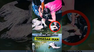 Pria Penyelamat Burung Pelikan Yang Tersedak Ikan 😥 #shorts