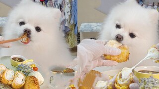 ASMR | Cute Pomeranian Eating Cheese Fried Chicken