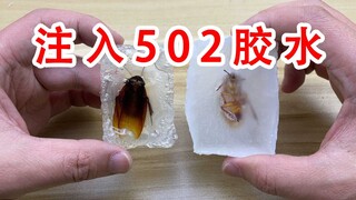 抓到两只南方大蟑螂！注入502胶水！做成水晶标本留作纪念！