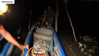 Chụp Chim Ban Đêm _ Hunting Birds at Night _ 3