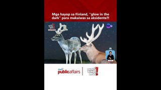 Mga hayop sa Finland, glow in the dark para makaiwas sa aksidente?! | Dapat Alam Mo!