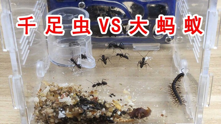 Millipede vs. Big Black Ant! The Result is So Weird!