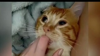 "Menyedot jari kucing" yang luar biasa—kucing yang tadinya sedang marah langsung bisa berubah menjad