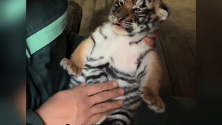 Want to pet a cat? A big one, please!