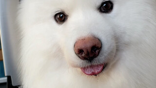 Join the Dog Cult—your ears can have fun with me for a whole day!