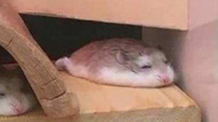 Từ hồi học mát xa cho hamster, ngày ngày thi triển tài nghệ