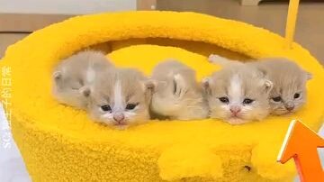 kucing