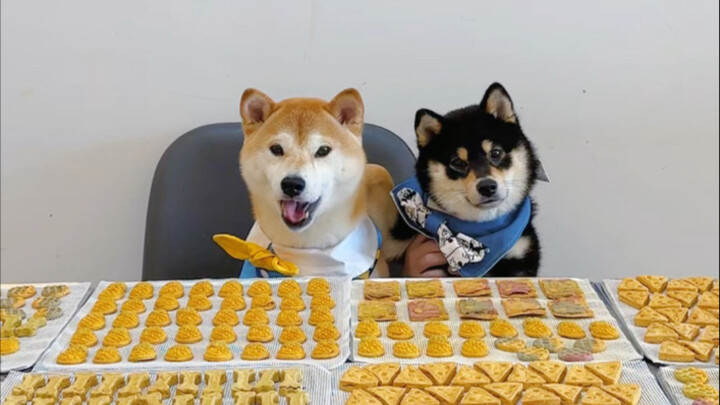 Rutinitas Purnawaktu Membuat Camilan Anjing oleh Generasi 95+