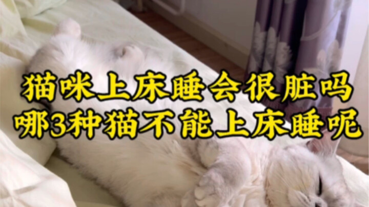 Is it dirty when cats sleep in bed? Which three types of cats shouldn’t be allowed on the bed?