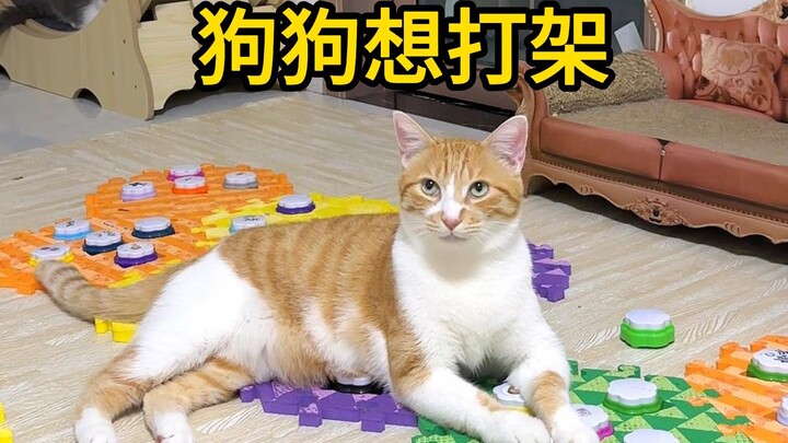 Dog: Once I’m better, I’m still going to fight with Mom!
