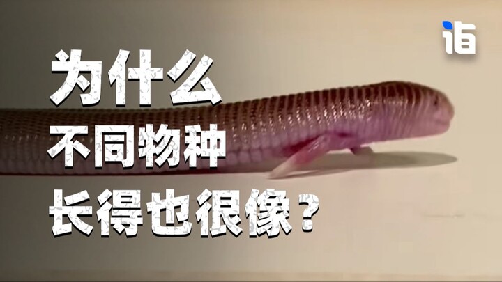 Tại sao các loài khác nhau lại trông rất giống nhau?