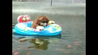 dog are true friends ,the cuteness and funniest video | Dog lifestyle