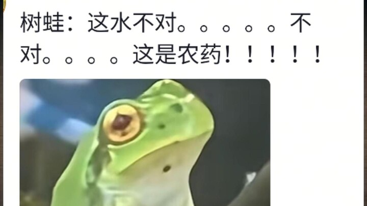 Menemukan seekor katak pohon kecil yang sudah lama kehausan