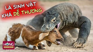 Top 10 sự thật đáng kinh ngạc về rồng Komodo| Hóng Khám Phá