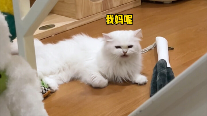 Ternyata kucing kecil memang bisa berubah jadi suara cempreng di depan manusia!