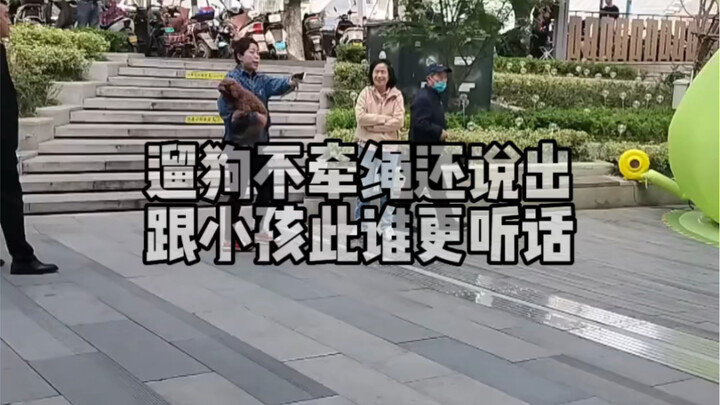 يُخرج كلبه للتنزه دون ربطه بحبل، ثم يتساءل مَن أكثر طاعةً: الكلب أم الطفل؟