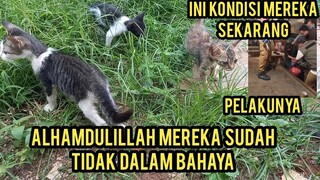 4 Anak Kucing Minta Tolong Di Bawa ODGJ Di Pasar Part 3 Ini Kondisinya Mereka Sekarang..!